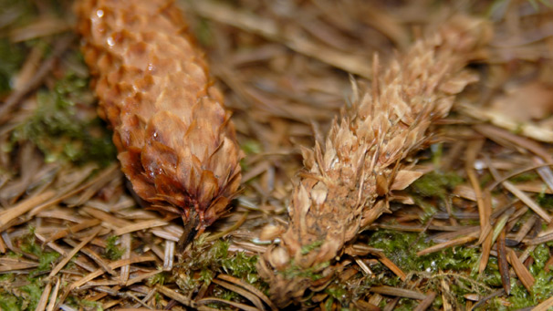 Two Spruce cones, one is complete and the other has been gnawed to the core