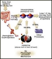 قاعده در زنان