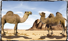 camels