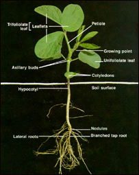 د سايبينوکښت