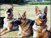 Cães policiais