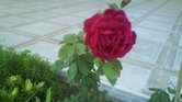 Rose Rose