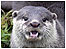 Otter