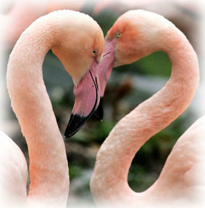 情人节火烈鸟