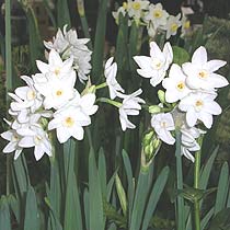 Narcissus papyraceua