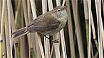 Reed warbler. Photo: Moses Davies