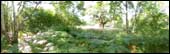 Sherwood Forest