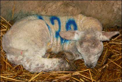 New born lamb