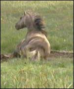 Konik foal
