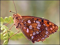 A higher brown fritillary butterfly