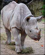 Zuri has a confident personality