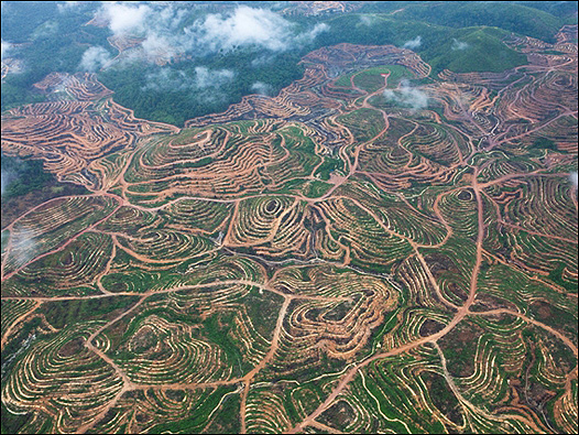 Toma aérea de Kuala Kuayan, Indonesia. Foto: Daniel Beltrá