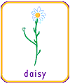 daisy