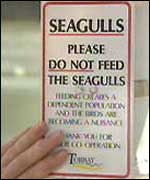 A Don't Feed the Gulls sign