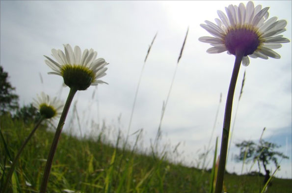 Your pictures of Noon