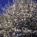 Amelanchier laevis, Snowy mespilus