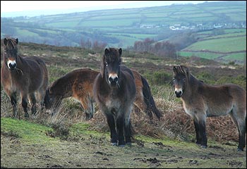 Exmoor ponies (John Burgess)