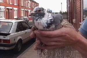 Andrew tries to catch a bird
