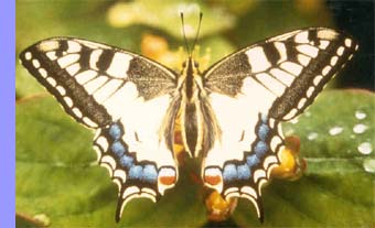 swllowtail butterfly.