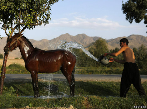 An Afghan man washing a horse