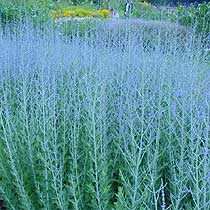 Perovskia 'Blue Spire'
