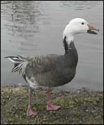 goose