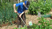 Weeding the allotment