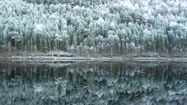 White frost on conifer trees, reflected in loch