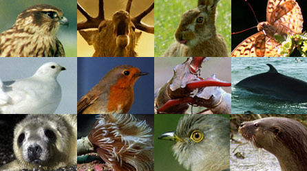 UK wildlife montage