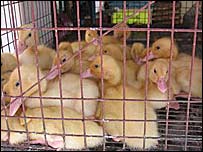 Ende nuk dihet rezltati i testeve në Rumani