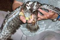 Iolo Williams gyda Bwncath bach 