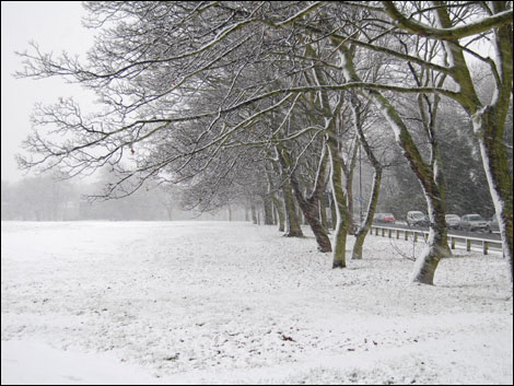 Trees covered in snow