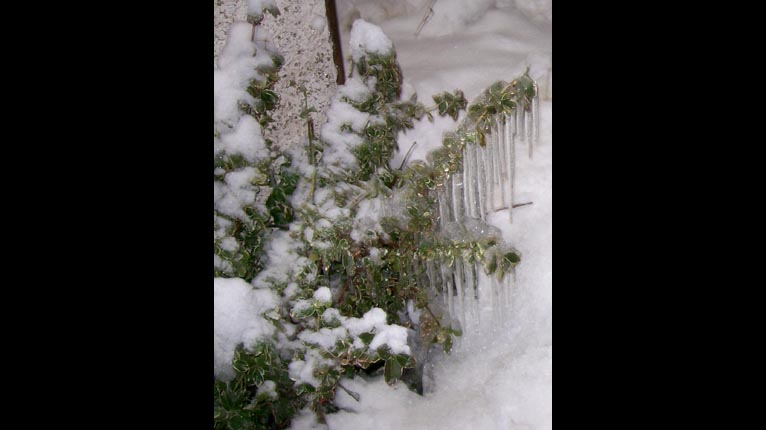 Caisean-reòthta air duilleagan lus