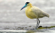 Capped heron
