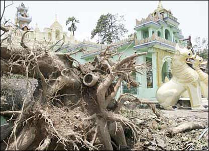 Cây đổ tại một ngôi chùa ở Rangoon