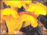 Cogumelomania na Rússia leva dezenas de catadores a se perder