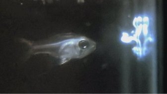 Cardinal fish and ostracod