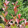 Photinia 'Red Robin'
