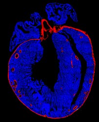 Imagem de um coração de um rato