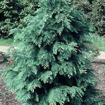 Lawson cypress