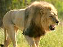 شير پادشاه جنگل