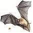 Bat watching (Image: Bat c/o RSPB Images/Chris Shields)