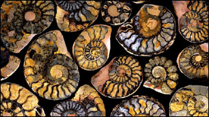Fossils of ammonites