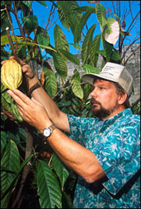 Cacaueiro. Foto: Mars