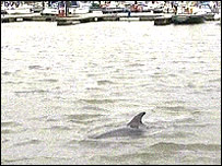 The Dolphin in Maryport Harbour