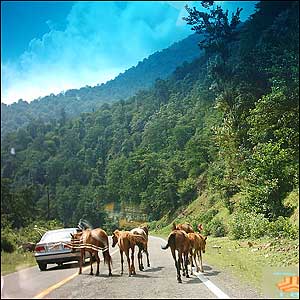 ی