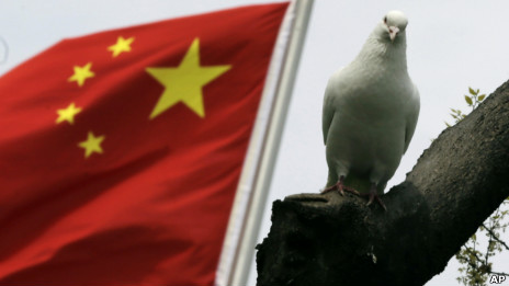 上海公園裏的鴿子