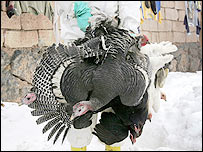 Therja e kafshëve në Turqi