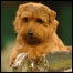 Coco, um Norfolk Terrier