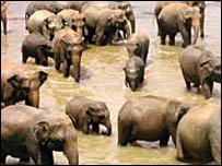 Elephants in Sri Lanka